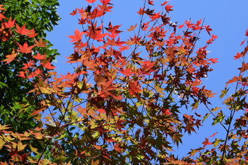 Autumn leaves at Ryujin-kyo, Ibaraki Prefecture, Japan