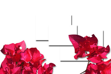 Flowers design elements and flowers background