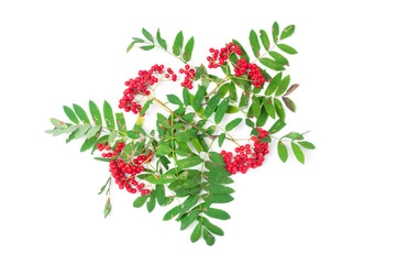 Branches rowanberry isolated on white background