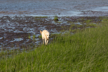  Beautiful golden retriever walking on muddy beach along the St. Lawrence River in the Cap-Rouge...