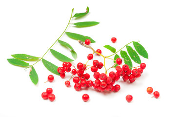 Red ashberry isolated on white background