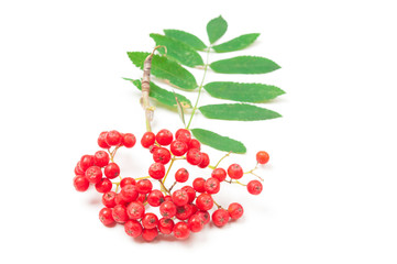 Red rowan berries close up on white background
