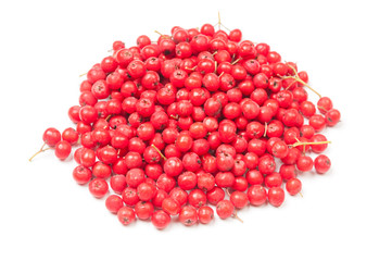Heap of ripe red ashberry close up on white background