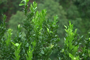 the green tree in the greenery.