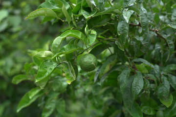 fresh raw oranges on tree.