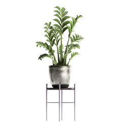 Zamioculcas in pot on a white background	