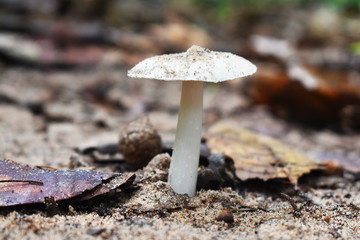 mushroom in forest