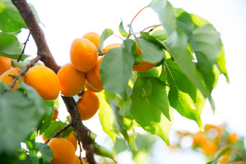 ripe apricots on a branch with green leaves blurred background
