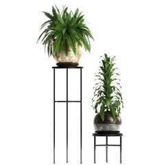 Exotic plants in pot fern  © Yurii