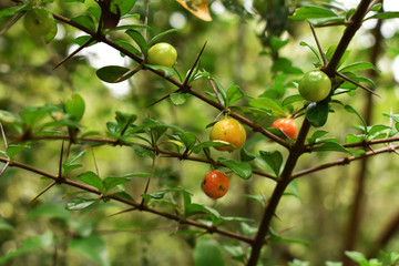 oranges on tree