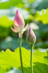 Obraz premium Lotus flower and Lotus flower plants