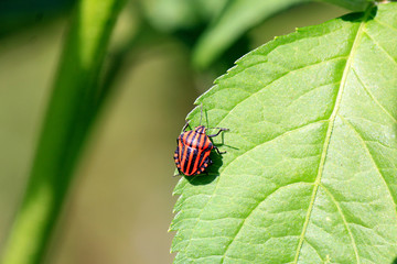 Naklejka premium striped beetle
