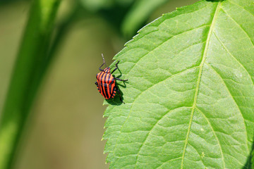 Naklejka premium striped beetle