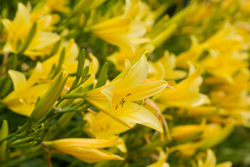 Flowering daylilies in the garden. Blossoming Hemerocallis in summer garden. Beautiful flowers of daylilies