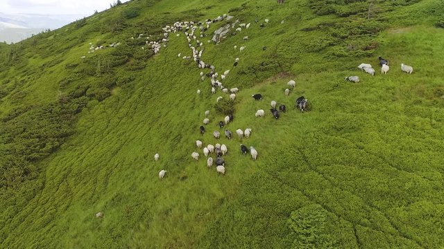 The sheeps graze on the beautiful mountain lawn