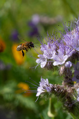 Wasp Landing and pollination Violet Wild Flower in Nature - Bokeh Field Background
