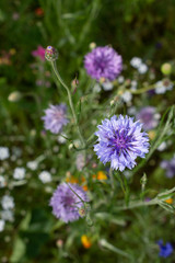 Pink Wild Flower Macro Background Detail