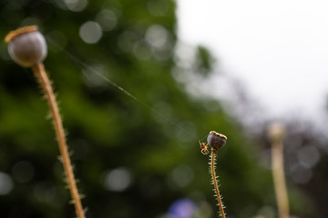 Small Spider creates bridge between two poppy flowers with web - tightrope walk - Amazing natural wonder