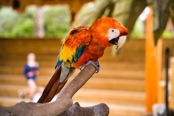 Macaw parrot on a branch. Beautiful colored parrot. Red macaw parrot. Ara macao