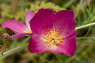 Pink Wild Flower Macro Background Detail