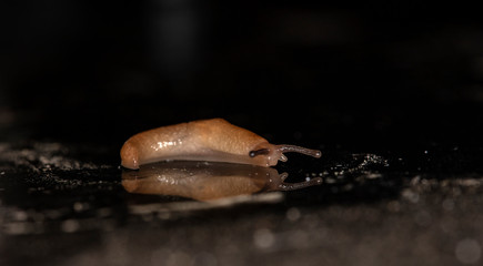 slug slowly crawling over the surface of the glass