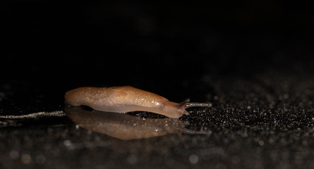 slug slowly crawling over the surface of the glass