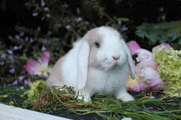 Jeune lapin nain bélier fauve à manteau et oreilles blancs  et yeux bleus