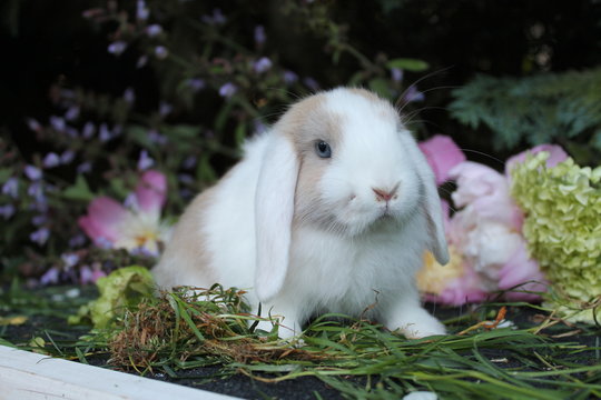 252 Best Lapin Nain Images Stock Photos Vectors Adobe Stock