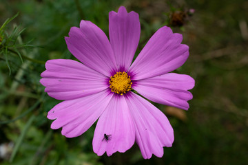 Obraz premium Pink Wild Flower Macro Background Detail