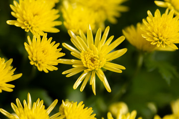 Yellow flower against dark green background. Wallpaper, decorative art.