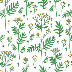 Seamless pattern Tansy flower or Tanacetum vulgare vector illustration isolated on white backdrop, ink sketch, decorative herbal doodle, for design medicine, wedding invite, greeting card, cosmetic