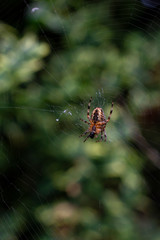 Spider close-up Isolated on web in nature against bokeh green background