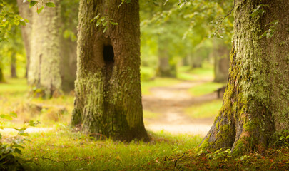 Fototapeta premium green forest