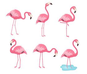 Collection of pink vector flamingos. Cartoon illustration