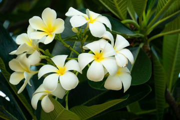 White Plumeria flowers on a yellow core in a group on the tree.