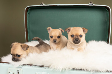 Three cute little Chihuahua puppies on a white fur in a green suitcase with a green background