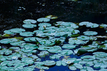 Water lilies - 283065861