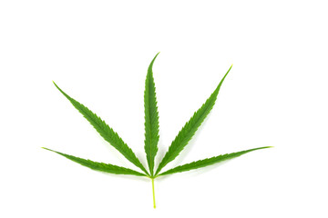 Green marijuana leaves isolated over white background