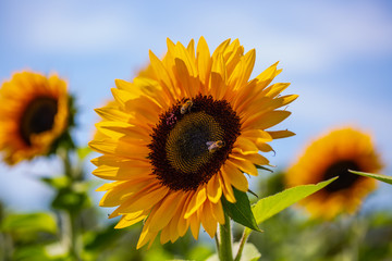 Fototapeta premium Sonnenblumen mit Bienen, blauer Himmel