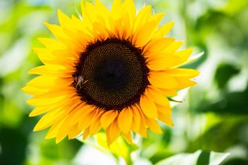 Sonnenblume mit Biene