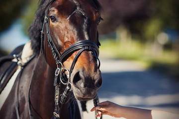 Beautiful chestnut horse harnessed to a harness for horse racing, which a human holds by hand the...