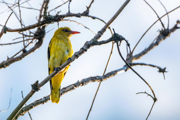 Young male Eurasian Golden Oriole or Oriolus oriolus on tree branch