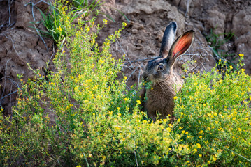 Close up scared European hare or Lepus europaeus in nature