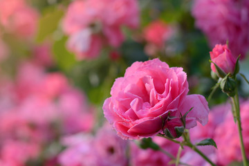 Pink roses blossoming flower bud closeup on sunset on green pink natural background