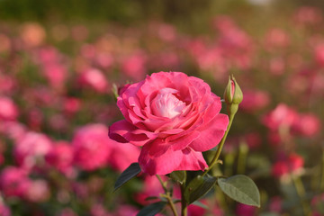 Pink rose blossoming flower bud closeup on sunset on blurred field of roses natural background