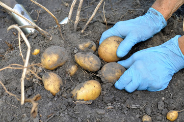 gardener's hands picking fresh organic potatoes in the field