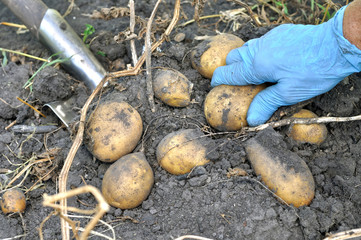 gardener's hands picking fresh organic potatoes in the field