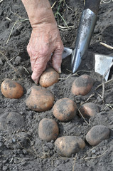 gardener's hands picking fresh organic potatoes in the field