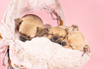 Three cute little Chihuahua puppies sleeping on a pink fur in a pink lace basket with a pink background