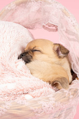 Two cute little Chihuahua puppies sleeping on a pink fur in a pink lace basket with a pink background